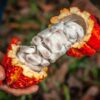 DNA testing proves that cocoa originated in the Amazon and reveals robust pre-Columbian trade