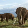 Trophy hunting of Amboseli’s super-tuskers in Tanzania sparks outrage, calls for a ban