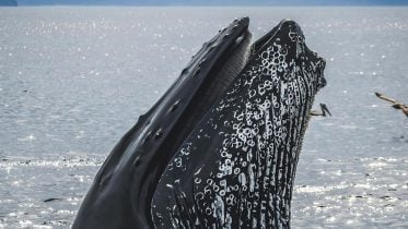 Humpback Whales in Hot Water: The Fight for Food in a Warming World