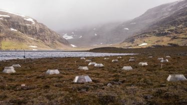 Tundra Turns Traitor: Warming Climate Shifts Carbon Sink To Source