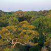 The Amazon’s most fertile forests are also most vulnerable to drought: Study