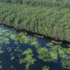 In choice of mangroves or livelihood, Vietnam shrimp farmers choose the latter