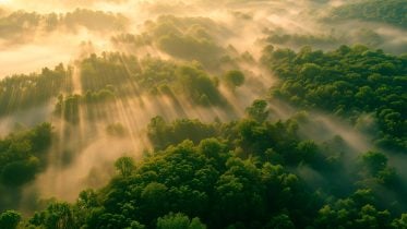 Beyond Expectations: Reforestation Can Remove 10x More CO2 From the Atmosphere Than Previously Estimated