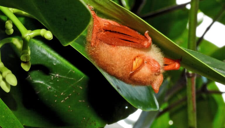 People online sell tiny bats as jewelry and decor