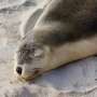 S.Africa to trial vaccination of seals after first rabies outbreak