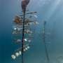 Coral restoration and adaptation benefits challenged