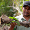 As human-elephant conflicts in Sumatra rise, so does risk from electric fences