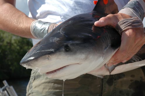 Baby bull sharks are thriving in Texas and Alabama bays as the Gulf of Mexico warms