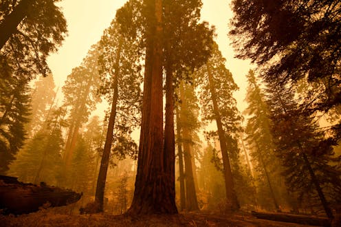 Trees don’t like to breathe wildfire smoke, either – and they’ll hold their breath to avoid it