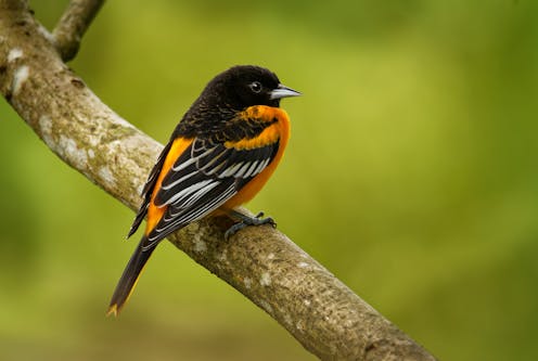 Counter-drug strategies in Central America are worsening deforestation, threatening many species of birds