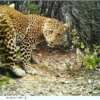 Where Javan leopards thrive, so do other wildlife, study shows