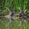 Siamese crocodile hatchlings a ‘promising sign’ in Cambodia, but greater protection needed