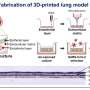 3D bioprinting advances research on respiratory viruses