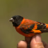 In a fight to save a rare bird, Indigenous communities in Guyana are winning