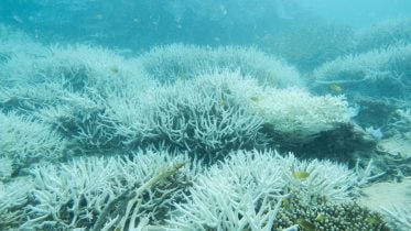 Scientists Sound the Alarm: Record Ocean Heat Puts the Great Barrier Reef in Danger