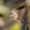 As climate change shakes up global map of venomous snakes, health risks abound