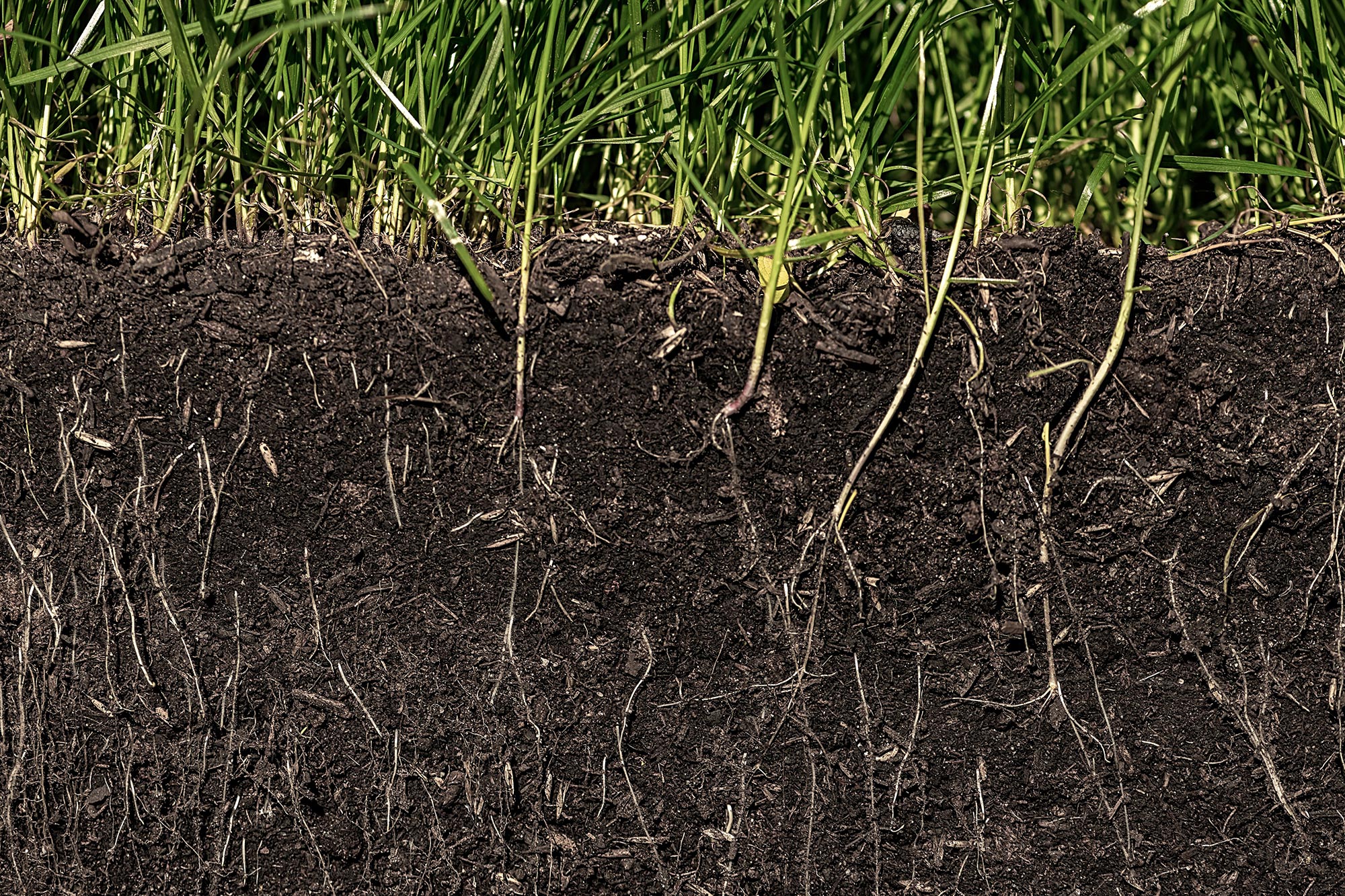 The Surprising Way Climate Change Could Make Soil More Toxic