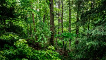 Defying Expectations: Mature Trees Show Significant New Growth Amid Rising CO2