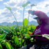 In Brazil’s Pantanal, women find empowerment working with nature’s bounty