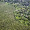 Eucalyptus expansion worsens droughts and fires in Brazil’s Cerrado, conservationists say