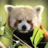 Nepal’s first community-based red panda conservation area sparks hope 