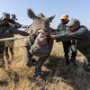 African Parks embarks on critical conservation undertaking for 2,000 rhinos