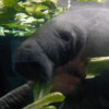 As Amazonian rivers recede under drought, manatees are left exposed to poaching