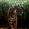 Sumatran tiger confirmed killed by snare in Indonesia’s West Sumatra province