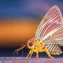 Are Earth’s missing millions of undescribed insect species extinction-prone?