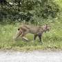 Canada lynx confirmed in Vermont for 1st time since 2018