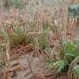 Combined effects of plastic pollution and seawater flooding amplify threats to coastal plant species