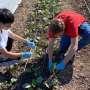 Could manure and compost act like probiotics, reducing antibiotic resistance in urban soils?