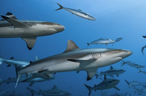 Oceans without sharks would be far less healthy – new research