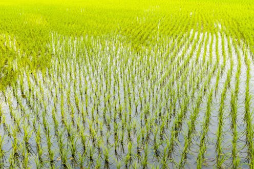 Good flooding? Scientists use rice cultivation to preserve soil in Florida’s Everglades Agricultural Area