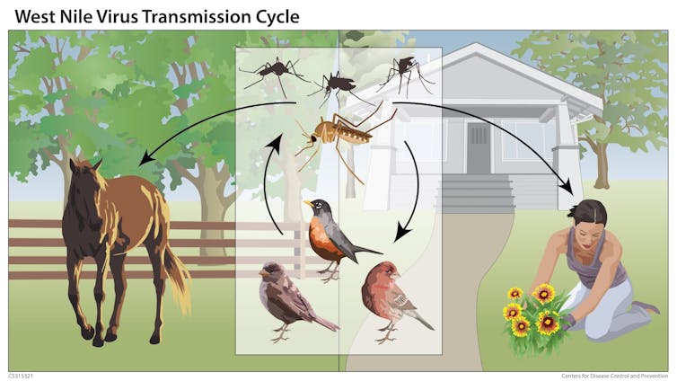 West Nile virus season returns − a medical epidemiologist explains how it’s transmitted and how you can avoid it