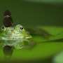 Reproductive hormone injectable treatments contribute to global amphibian conservation efforts