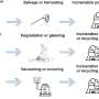 Green warriors: Plants on the frontline against microplastics