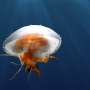 Citizen science data characterizes threat due to visits by swarms of jellyfish on the coast of the province of Malaga