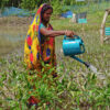 In the Sundarbans, women are embracing mangrove restoration as an alternative livelihood