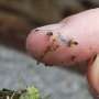 Microplastics are everywhere, but are they harming us?