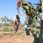 Greeks try tropical crops in climate change experiment