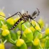 In the wake of Bangladesh’s deadliest dengue outbreak, researchers respond