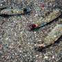 Experts meet as final global plastic treaty talks near