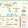 High-ambition nitrogen interventions could cut NOₓ emissions by up to 52% by 2050