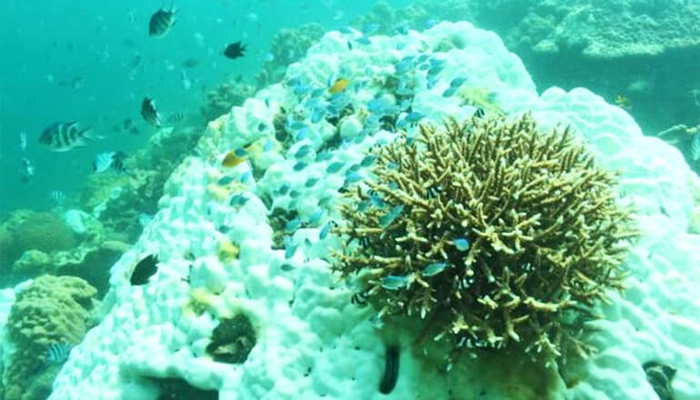 Rising temps threaten the Great Barrier Reef’s existence