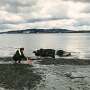 Seagrasses filter human pathogens in marine waters