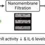 Sizing up microplastics: Nanofiltration uncovers environmental bioactivity