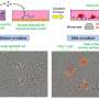 T-cells with a license to kill viruses