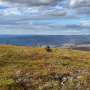 Tundra vegetation to grow taller, greener through 2100, study finds