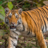 Nepal PM sums up 2024 shift away from conservation: ‘Fewer tigers, less forest’